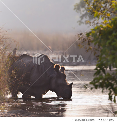 Greater One horned Rhinoceros in Bardia, Nepal Greater One horned Rhinoceros in Bardia, Nepal 63782469