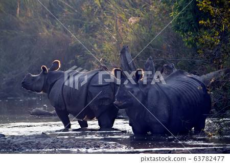 Greater One horned Rhinoceros in Bardia, Nepal Greater One horned Rhinoceros in Bardia, Nepal 63782477