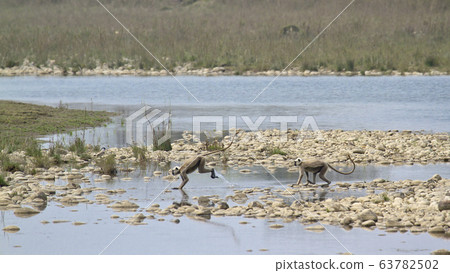 Hanuman Langur. in Bardia, Nepal 63782502