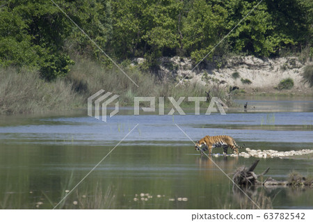 Bengal tiger in Bardia, Nepal Bengal tiger in Bardia, Nepal 63782542