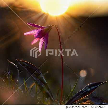 erythronium dens-canis or the dog's-tooth-violet 63782665