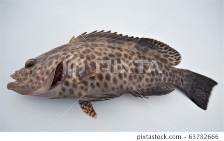 大猴子石斑魚 63782666