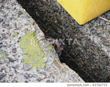 Small crab hidden in a dike 63782715