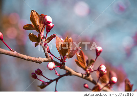 bright pink and white flowers on trees, blooming, bright pink and white flowers on trees, blooming, 63782816