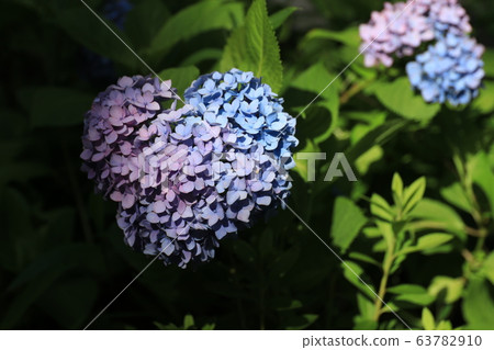 繡球花2 63782910