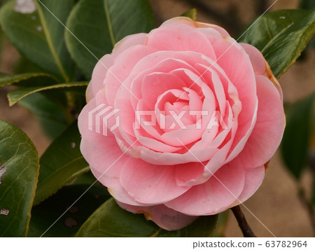 Maiden Maiden Maiden Maiden Flower 63782964