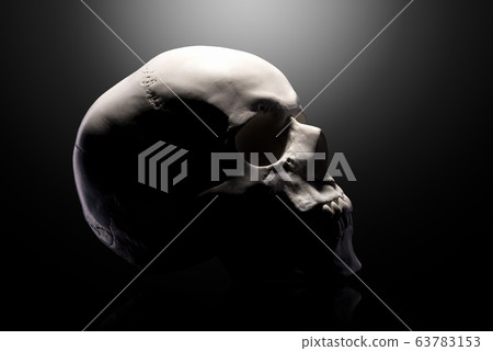 Front view of gypsum model of the human skull Front view of gypsum model of the human skull 63783153