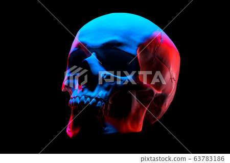Side view of gypsum model of the human skull in 63783186