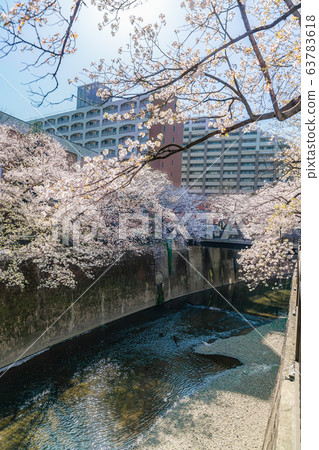 日本的春天東京板橋區石上河綠色路旁的櫻花 日本的春天東京板橋區石上河綠色路旁的櫻花 63783618