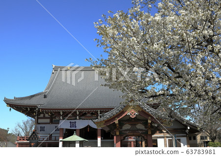 池上本門寺大戶櫻區日蓮大仙 63783981