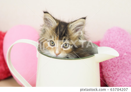 Maine Coon kitten in a jug 63784207
