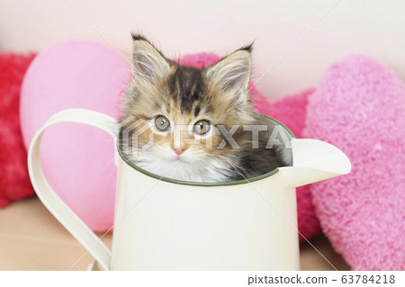 Maine Coon kitten in a jug 63784218
