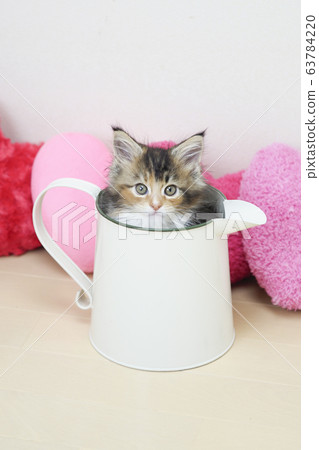 Maine Coon kitten in a jug 63784220