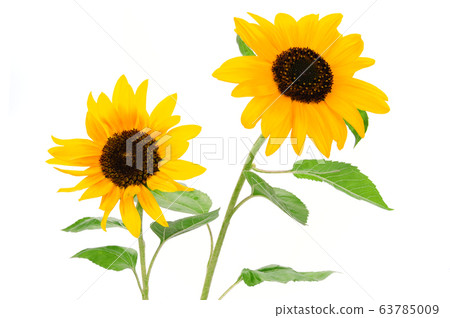 Bouquet of flowering sunflowers Bouquet of flowering sunflowers 63785009