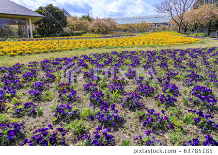 娜娜巴娜的Tanprip 娜娜巴娜的Tanprip 63785185