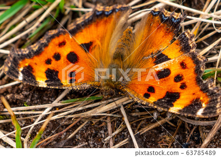 The small tortoiseshell butterfly close up 63785489