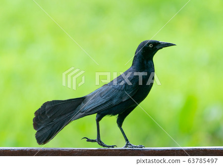 Carib grackle or Greater Antillean blackbird on 63785497