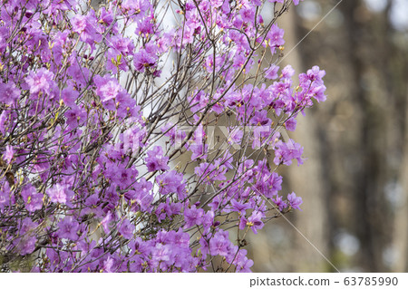 Azalea flowers with pink flowers in full bloom Azalea flowers with pink flowers in full bloom 63785990