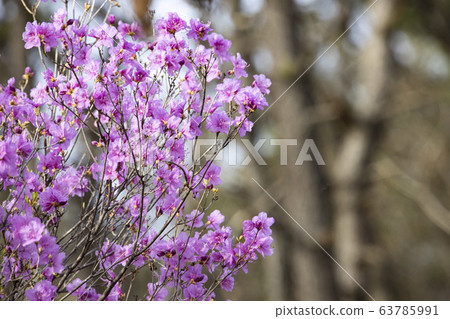 杜鵑花鮮花盛開的粉紅色花朵 63785991