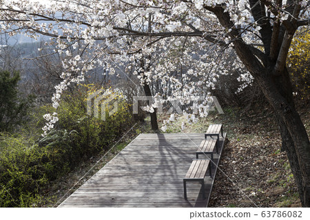 Wooden chairs under the cherry blossoms Wooden chairs under the cherry blossoms 63786082