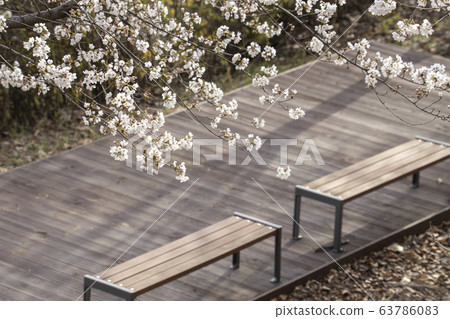 Wooden chairs under the cherry blossoms 63786083