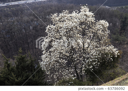 玉蘭花樹上開滿了白色的花朵 63786092