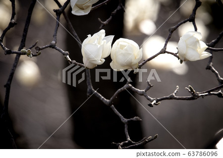 A magnolia tree full of white magnolia blossoms A magnolia tree full of white magnolia blossoms 63786096