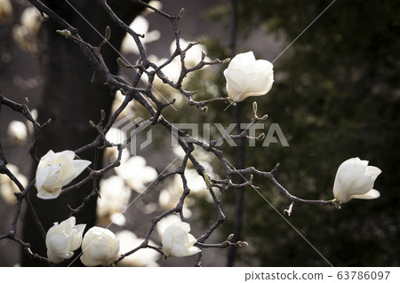 A magnolia tree full of white magnolia blossoms 63786097