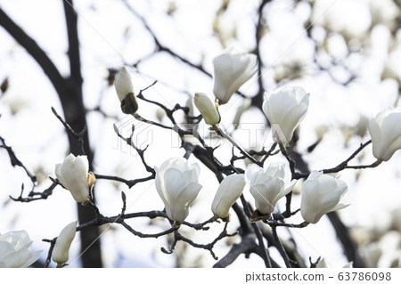 A magnolia tree full of white magnolia blossoms A magnolia tree full of white magnolia blossoms 63786098