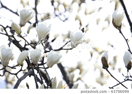 A magnolia tree full of white magnolia blossoms 63786099