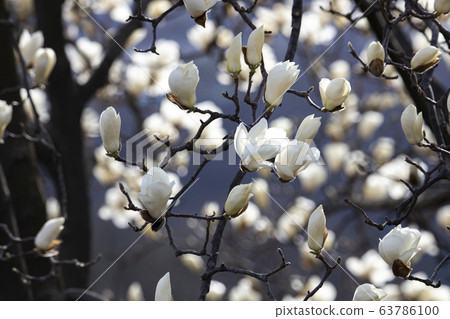 A magnolia tree full of white magnolia blossoms A magnolia tree full of white magnolia blossoms 63786100