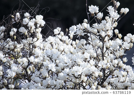 A magnolia tree full of white magnolia blossoms A magnolia tree full of white magnolia blossoms 63786119