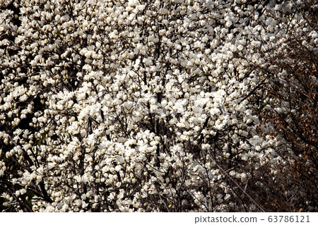 A magnolia tree full of white magnolia blossoms 63786121