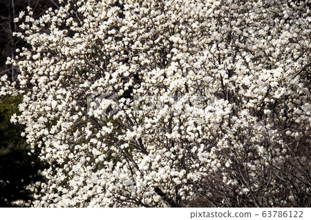 A magnolia tree full of white magnolia blossoms A magnolia tree full of white magnolia blossoms 63786122