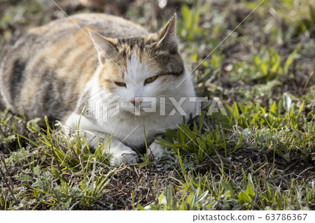 一隻無聊的貓坐著 63786367