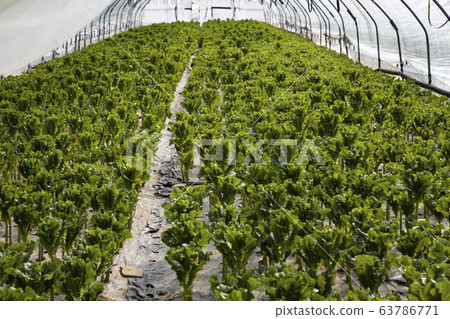 Vegetables growing in a greenhouse 63786771