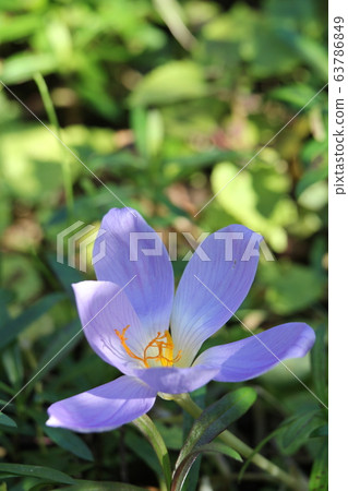 Akihisaki Crocus 63786849