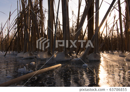 Yellowed reeds grow on the edge of the lake 63786855