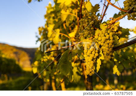 wine region Wachau at wine harvest time in Austria 63787505