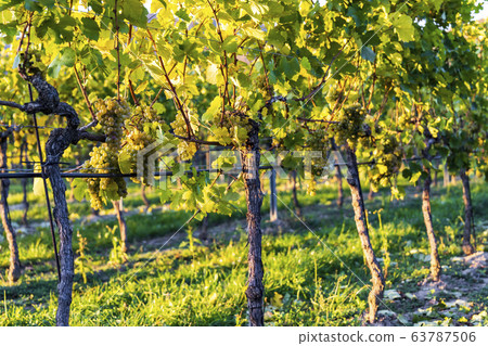 wine region Wachau at wine harvest time in Austria wine region Wachau at wine harvest time in Austria 63787506
