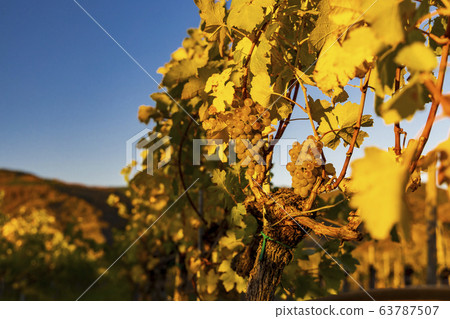 wine region Wachau at wine harvest time in Austria 63787507