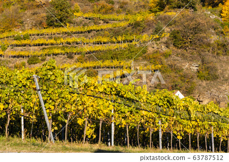 wine region Wachau at wine harvest time in Austria wine region Wachau at wine harvest time in Austria 63787512