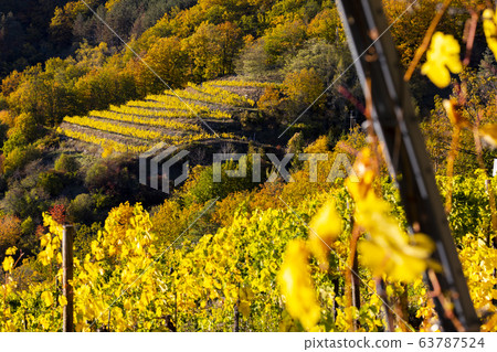 wine region Wachau at wine harvest time in Austria wine region Wachau at wine harvest time in Austria 63787524
