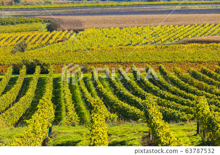 autumn vineyard near Langenlois, Lower Austria, 63787532