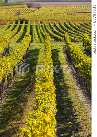 autumn vineyard near Langenlois, Lower Austria, autumn vineyard near Langenlois, Lower Austria, 63787533