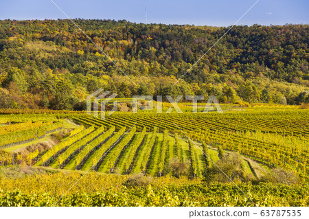 autumn vineyard near Langenlois, Lower Austria, autumn vineyard near Langenlois, Lower Austria, 63787535