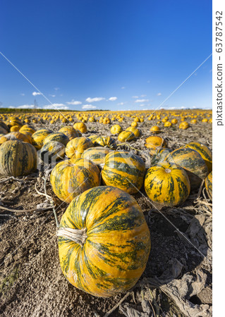 pumpkin near Retz in Weinviertel, Lower Austria, 63787542