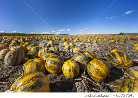 pumpkin near Retz in Weinviertel, Lower Austria, 63787543