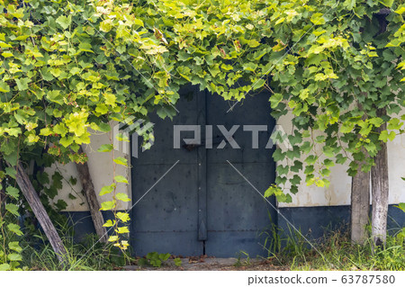 cellar lane in Hajos, Kalocsa County, Southern cellar lane in Hajos, Kalocsa County, Southern 63787580