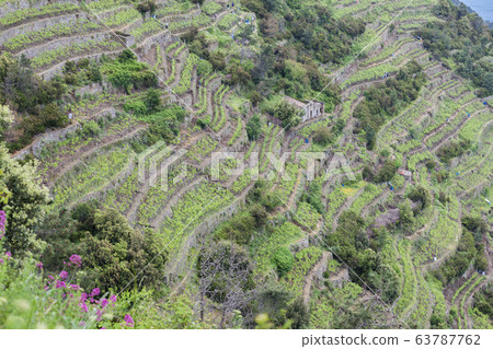 vineyards on Coast, Cinque Terre, Italy vineyards on Coast, Cinque Terre, Italy 63787762